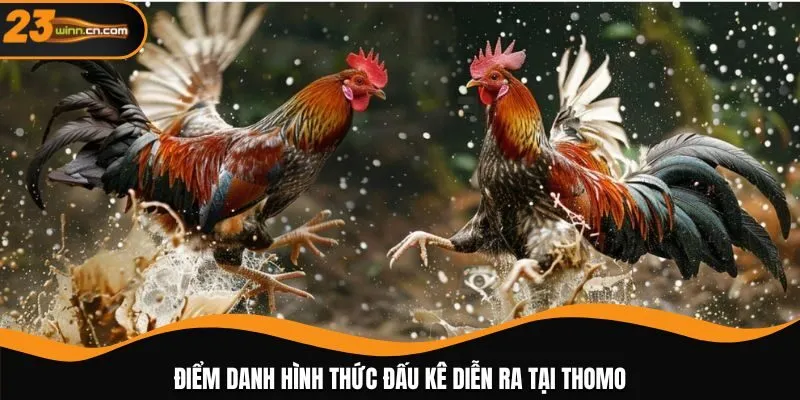 Điểm danh hình thức đấu kê diễn ra tại thomo