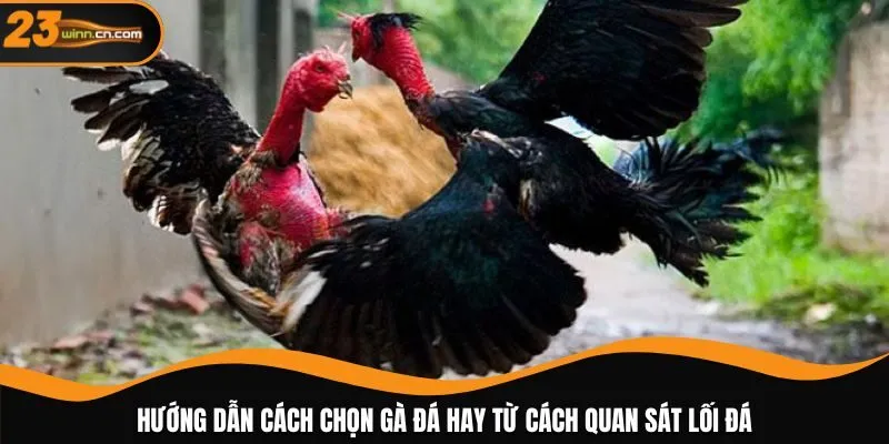 Hướng dẫn cách chọn gà đá hay từ cách quan sát lối đá
