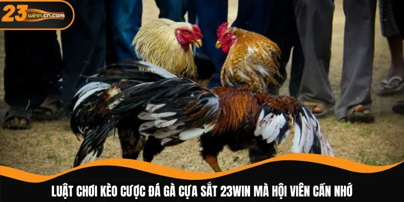Luật chơi kèo cược đá gà cựa sắt 23WIN mà hội viên cần nhớ