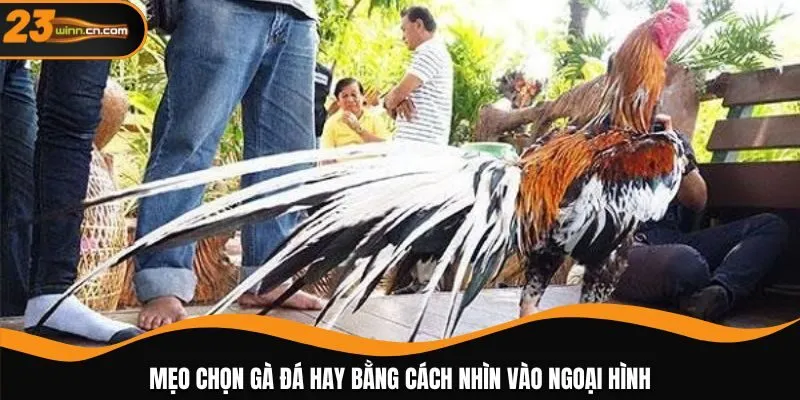 Mẹo chọn gà đá hay bằng cách nhìn vào ngoại hình