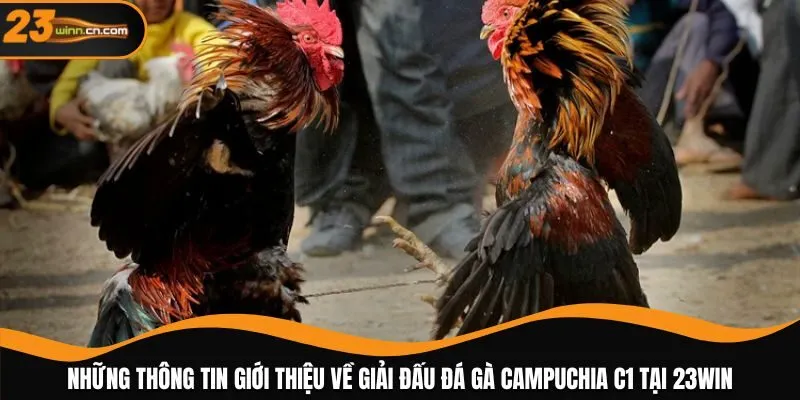 Những thông tin giới thiệu về giải đấu đá gà Campuchia C1 tại 23WIN