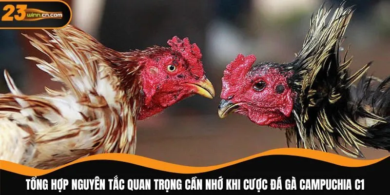 Tổng hợp nguyên tắc quan trọng cần nhớ khi cược đá gà Campuchia C1